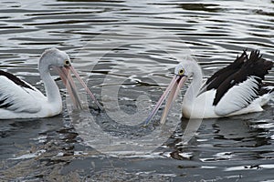 Two Australian Pelican pouncing on fish on Camden River