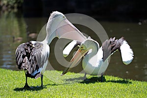Two Australian Pelicans fighting for territory