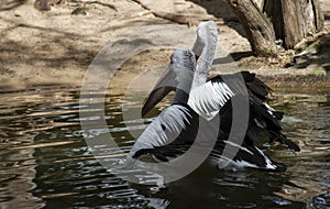 Two Australian Pelicans (Pelecanus conspicillatus)