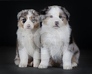 Two Australian puppy sheepdog