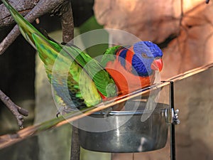 Two Australian rainbow lorikeets feeding