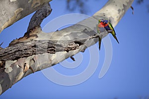 Two Australian Rosella Parrot Birds in Tree