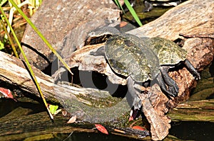 Two Australian Saw-shelled turtle sunbathing