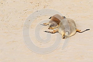 Two Australian Sea Lions sleeping on warm sand at Seal Bay, Kangaroo Island, South Australia.