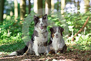 Two australian shepherd dogs