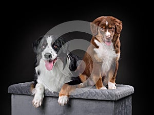 Two Australian Shepherd dogs