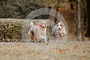 Two australian shepherd dogs play fighting in autumn