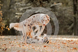 Two australian shepherd dogs play fighting in autumn