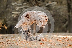 Two australian shepherd dogs play fighting in autumn