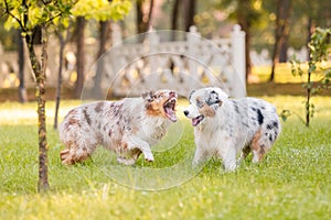 Two australian shepherd dogs play fighting on a green grass