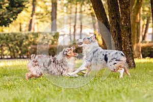 Two australian shepherd dogs play fighting on a green grass