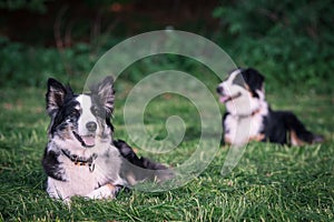 Two Australian shepherd in a meadow