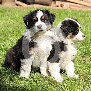 Two australian shepherd puppies together