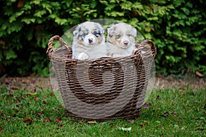 Two Australian Shepherd puppies in wicker basket on garden grass