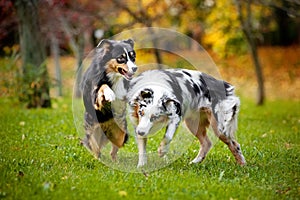 Two Australian Shepherds play together
