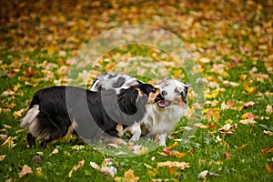 Two Australian Shepherds play together