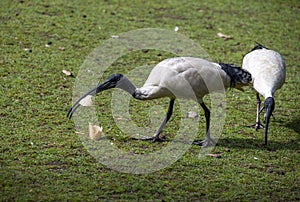 Two Australian White Ibis (Threskiornis molucca) finds food in Sydney