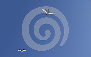 Two Australian White Ibis (Threskiornis molucca) in flight