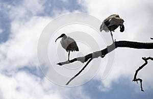 Two Australian White Ibis (Threskiornis molucca) perched on a dry tree