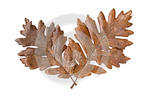 Two autumn brown oak leaves isolated on white background