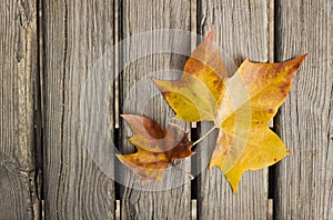 Two autumn leaves