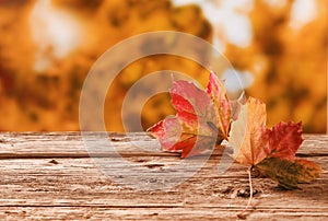 Two autumn leaves on a rustic table outdoors