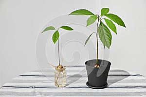 Two Avocado Plants on a Table