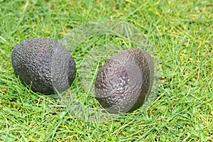 Two avocadoes on a background of grass