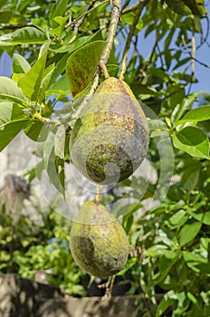 Avocado Fruit Suspended By Slender Branches And Stems photo