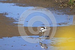 Avocet bird looking for food in the wetlands