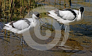 Two Avocets