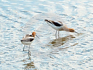 Two Avocets Foraging in Rippled Water photo