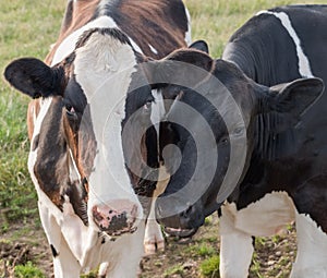 Two Ayrshire Cows with Comicle Expressions