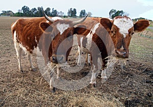 Two Ayrshire Cows Eating Hay