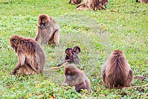 Two babies in a troop of Gelada baboons