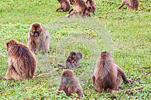 Two babies in a troop of Gelada baboons