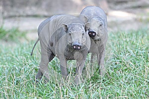 Two babirusa piglets