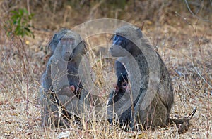 Two Baboons with Infants photo