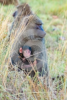 Two baboons, the mother and a baby