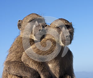 Two Baboons Together