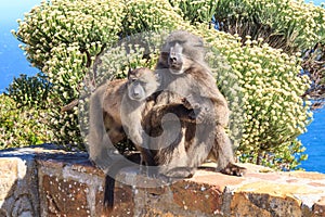 Two baboons