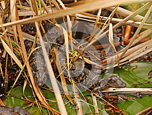 Two baby Alligators in Everglades, Florida