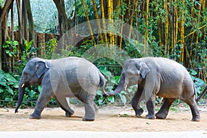 Two baby Asian elephants are playing in the zoo