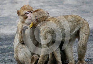 Two baby baboon kissing