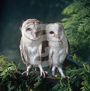 Two baby Barn Owls sitting on the branch