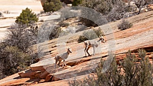 Two baby big horned sheep make their way up a slope of red slickrock in Zion national park Utah