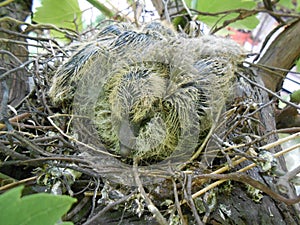 Two baby birds