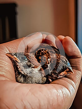 Two baby birds are comfortable in the hand. House sparrow