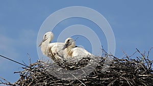 Two baby birds of a white stork in a nest against the background of the blue sky with clouds