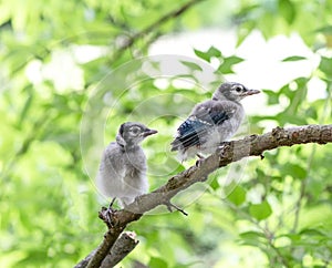 Two baby blue jays perched on tree branch.